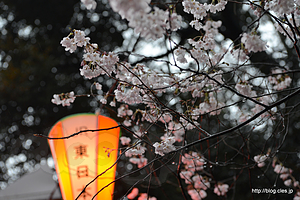 ちょうちんと桜 - 上野公園の桜の見頃はまだ先