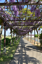 100mの藤棚 - 手賀沼水生植物園の藤棚