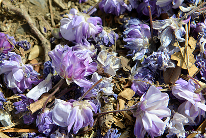 八重黒龍の花 - 横須賀しょうぶ園で藤を見る