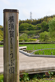 横須賀しょうぶ園 - 横須賀しょうぶ園で藤を見る