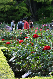 園内の様子 - 旧古河庭園は春バラのシーズンに