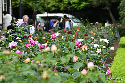 バラは咲き始め - 旧古河庭園は春バラのシーズンに