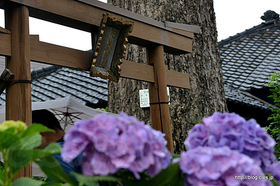 浅間神社（富士塚）入口 - 白山神社のあじさいまつり