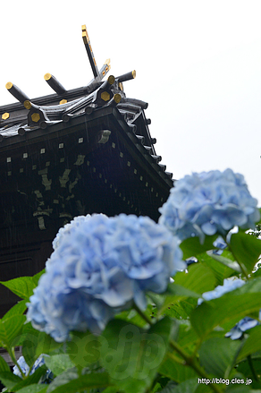 白山神社 本殿と紫陽花 - 白山神社のあじさいまつり