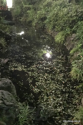 池 - 雹がふったらしい