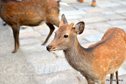 奈良公園で鹿 - 奈良公園で鹿と戯れてみた