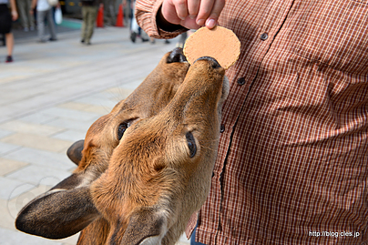 鹿に鹿せんべいを与える - 奈良公園で鹿と戯れてみた