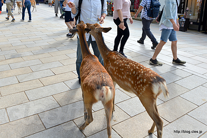 鹿せんべいを持っているだけで・・・・ - 奈良公園で鹿と戯れてみた