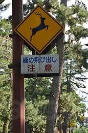 鹿の飛び出し注意 - 奈良公園で鹿と戯れてみた