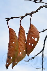 桜葉の紅葉 - 紅葉の霞ヶ城公園