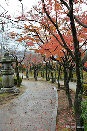 園内の紅葉 - 紅葉の霞ヶ城公園