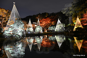 雪釣りの松と大池 - 肥後細川庭園 秋の紅葉ライトアップ ‐ひごあかり‐