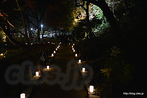 園路 - 肥後細川庭園 秋の紅葉ライトアップ ‐ひごあかり‐