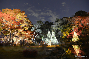 大もみじ - 肥後細川庭園 秋の紅葉ライトアップ ‐ひごあかり‐