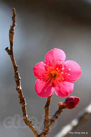 紅千鳥梅 - 小金井公園の梅