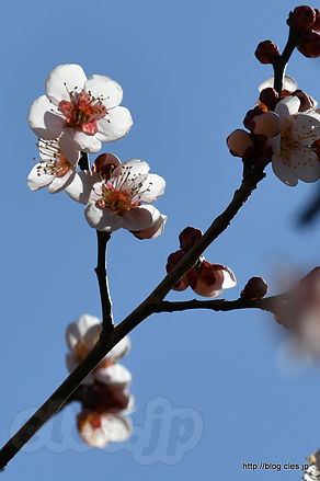 芳流閣 - 小金井公園の梅