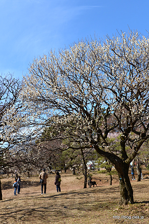 梅園の様子 - 小金井公園の梅