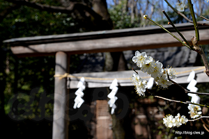 鳥居と梅 - 石神井氷川神社