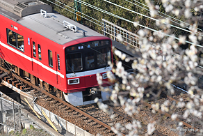 白梅と京急1500形 - 梅花と京急の赤い電車