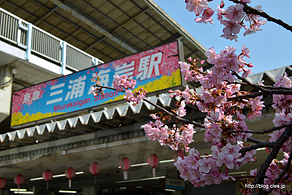 駅名標もさくらまつり仕様 - 河津桜と京急の赤い電車
