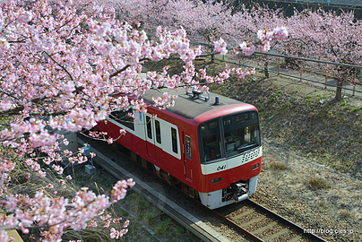 河津桜と京急1000形 - 河津桜と京急の赤い電車