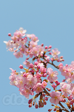 河津桜 - 三浦海岸桜まつり 2018