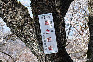 越生野梅のプレート - 越生梅林梅まつりに行ってきた
