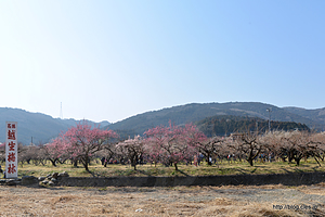 梅林の全景 - 越生梅林梅まつりに行ってきた