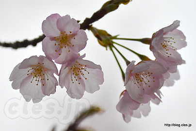 大寒桜 - 上野公園の寒桜が見頃に
