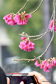 寒緋桜 - 上野公園の寒桜が見頃に