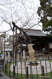 標本木 - 開花宣言が出た靖國神社の標本木を観にいってみた