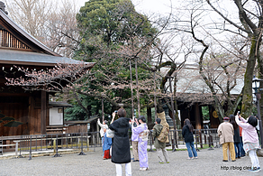 標本木を撮る人 - 開花宣言が出た靖國神社の標本木を観にいってみた