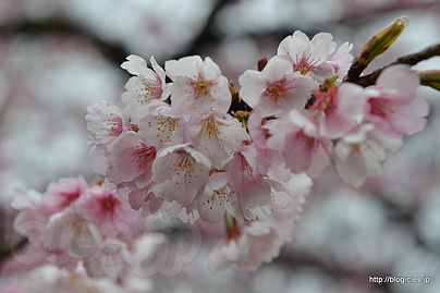 大寒桜 - お濠のしだれ桜も咲き始め