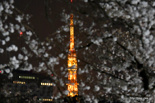 東京タワーと夜桜 - 東京タワーと夜桜の共演