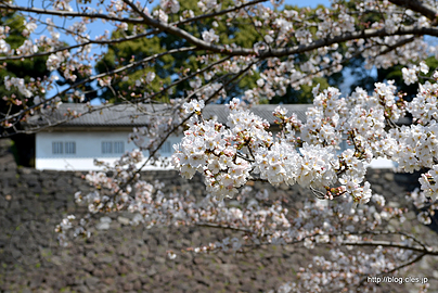 富士見多聞と桜 - 平成30年春季皇居乾通り一般公開