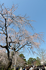 しだれざくら - 平成30年春季皇居乾通り一般公開