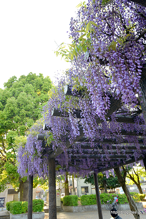 藤棚 - 東柏ケ谷近隣公園の藤