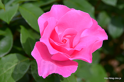 ザ マッカートニー ローズ The McCartney Rose - 習志野市谷津バラ園の春バラ 2018