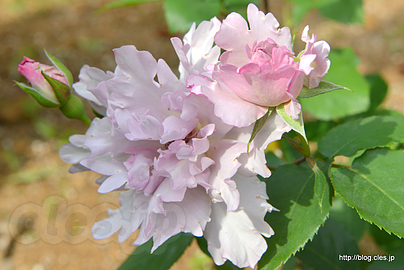 クチュール ローズ チリア Couture Rose Tilia - 習志野市谷津バラ園の春バラ 2018