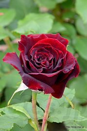 黒真珠 Black Pearl - 習志野市谷津バラ園の春バラ 2018