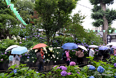 富士塚（浅間神社）の行列 - 白山神社の紫陽花祭り 2018