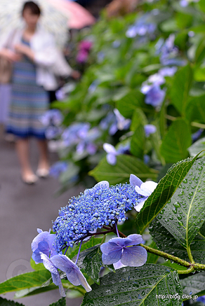 紫陽花と観光客 - 白山神社の紫陽花祭り 2018