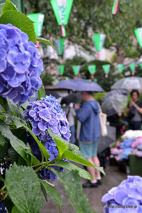 紫陽花と観光客 - 白山神社の紫陽花祭り 2018
