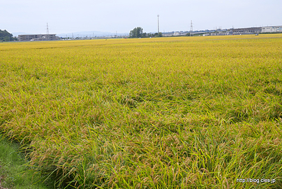 稲穂 - レンタサイクルで秋田めぐり