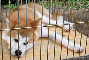 秋田犬 - もふもふの秋田犬とふれあう