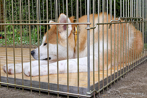 秋田犬 - もふもふの秋田犬とふれあう