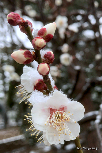 梅と雪 - 今日は都内は雪でした