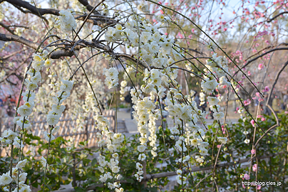 庭園 - 北野天満宮