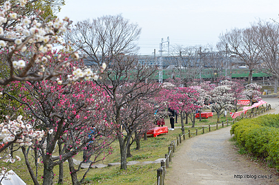 梅林 - 梅小路公園