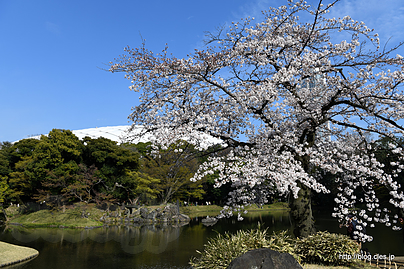 東京ドームと桜 - 小石川後楽園の桜